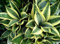 Sansevieria Trifasciata Golden Hahnii - exotique 0.2m
